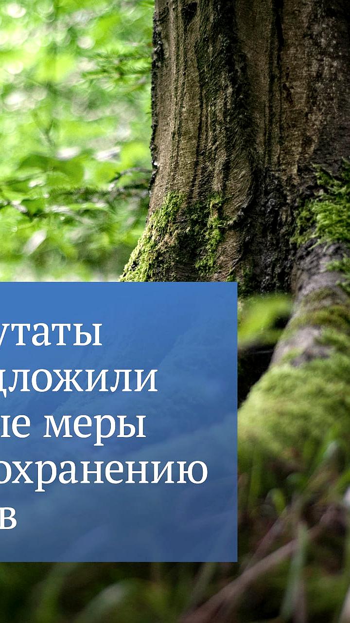 Госдума рассматривает законопроект о регулярном лесоустройстве