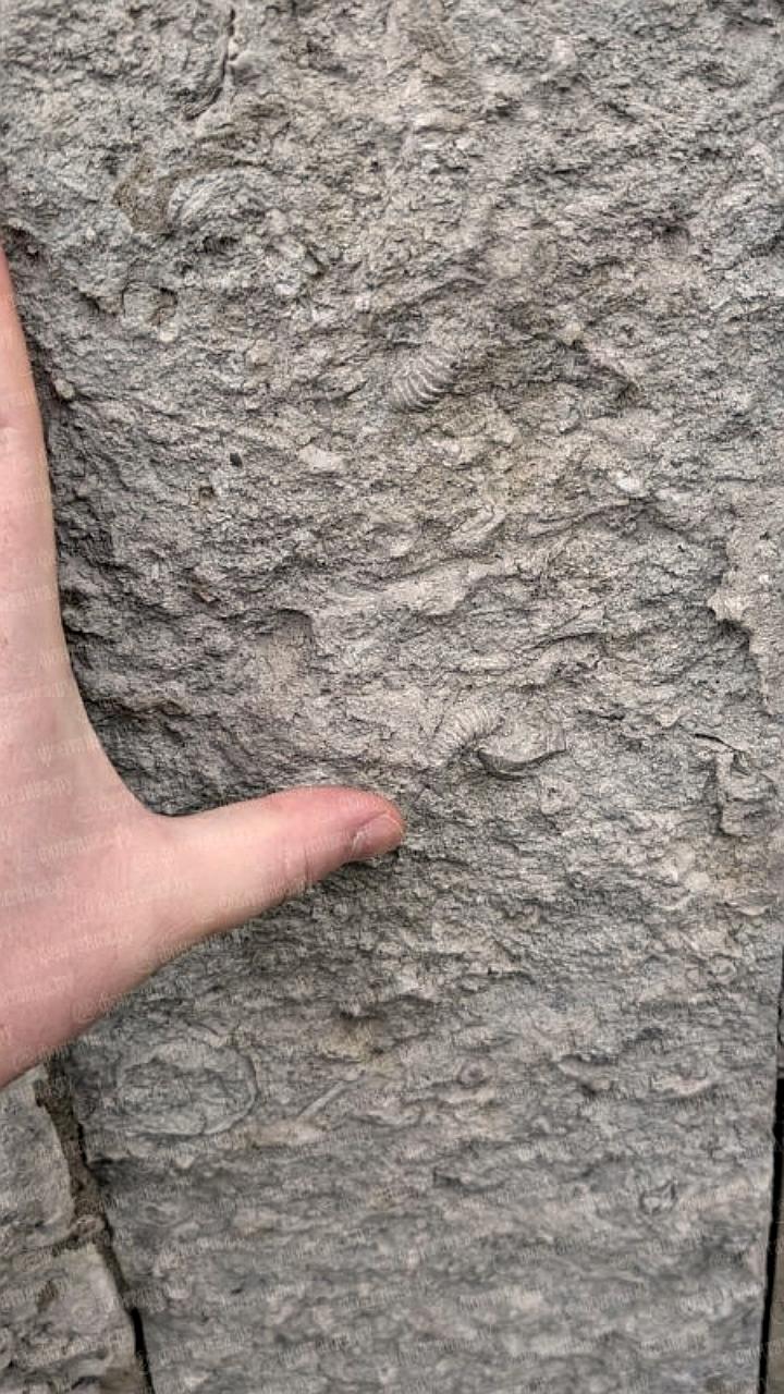 В Санкт-Петербурге обнаружена редкая окаменелость возрастом 460 миллионов лет