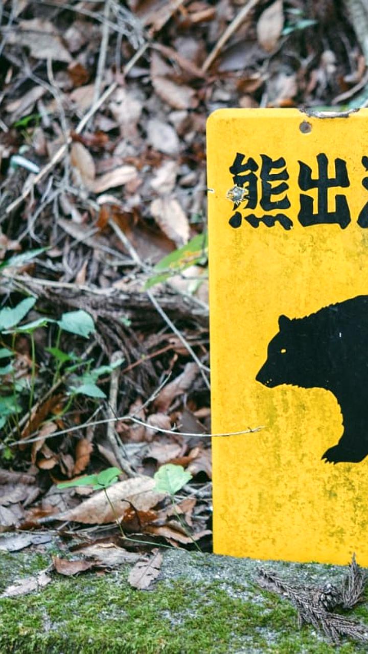 Рекордное число нападений медведей на людей в Японии в сентябре