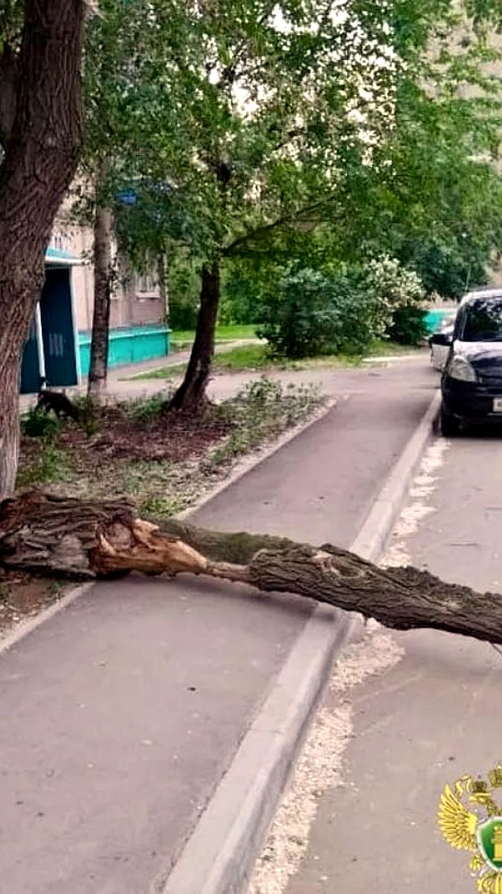 В Комсомольске на Амуре судят сотрудницу управляющей компании за травмы ребенка от упавшего дерева