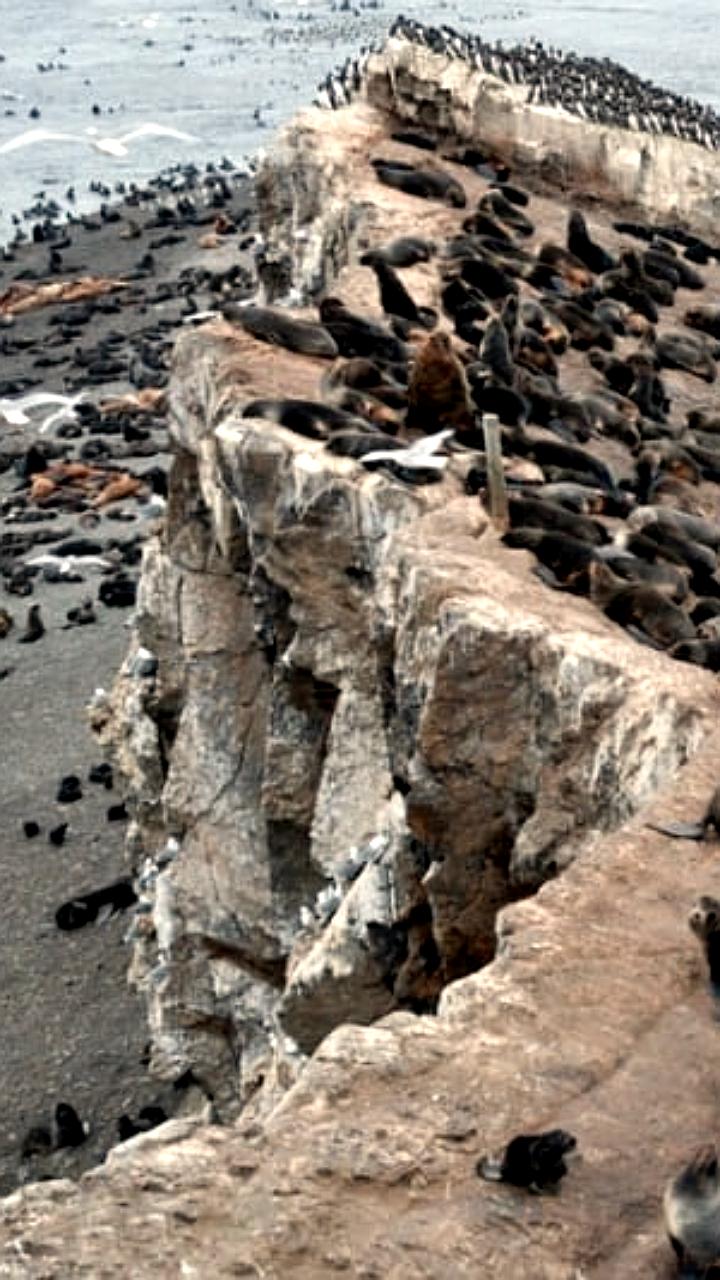 Остров Тюлений может стать особо охраняемой природной территорией