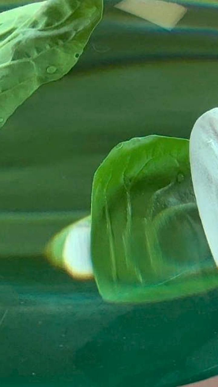 Фитосанитарный контроль зелёных культур в Запорожской области для экспорта в Беларусь