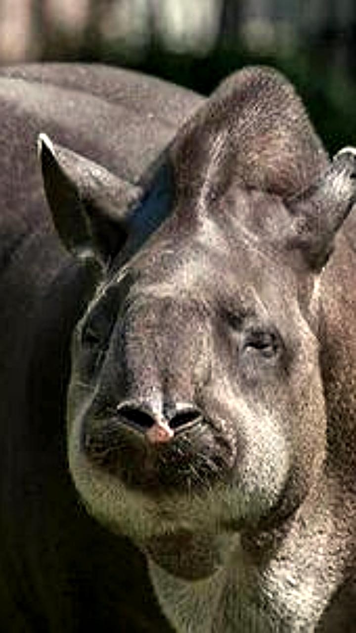 Скончалась долгожительница тапир Сью из Московского зоопарка