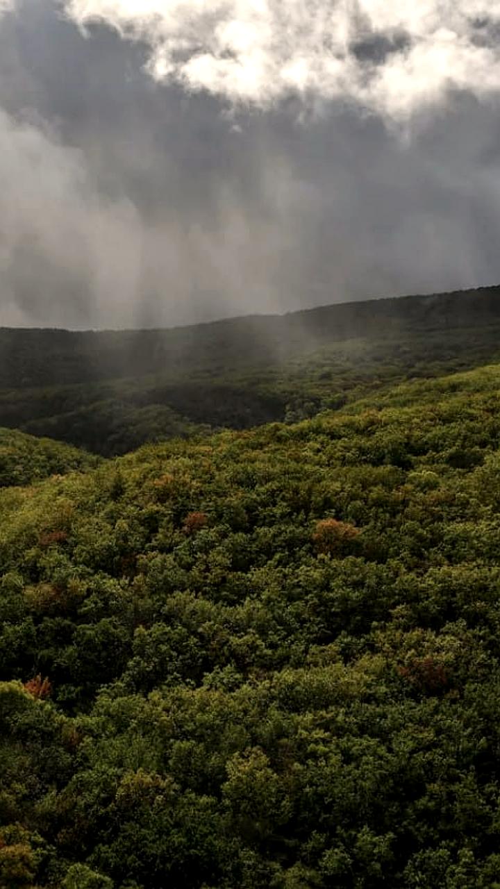 В Крыму сняты ограничения на посещение лесов после улучшения ситуации с пожарами