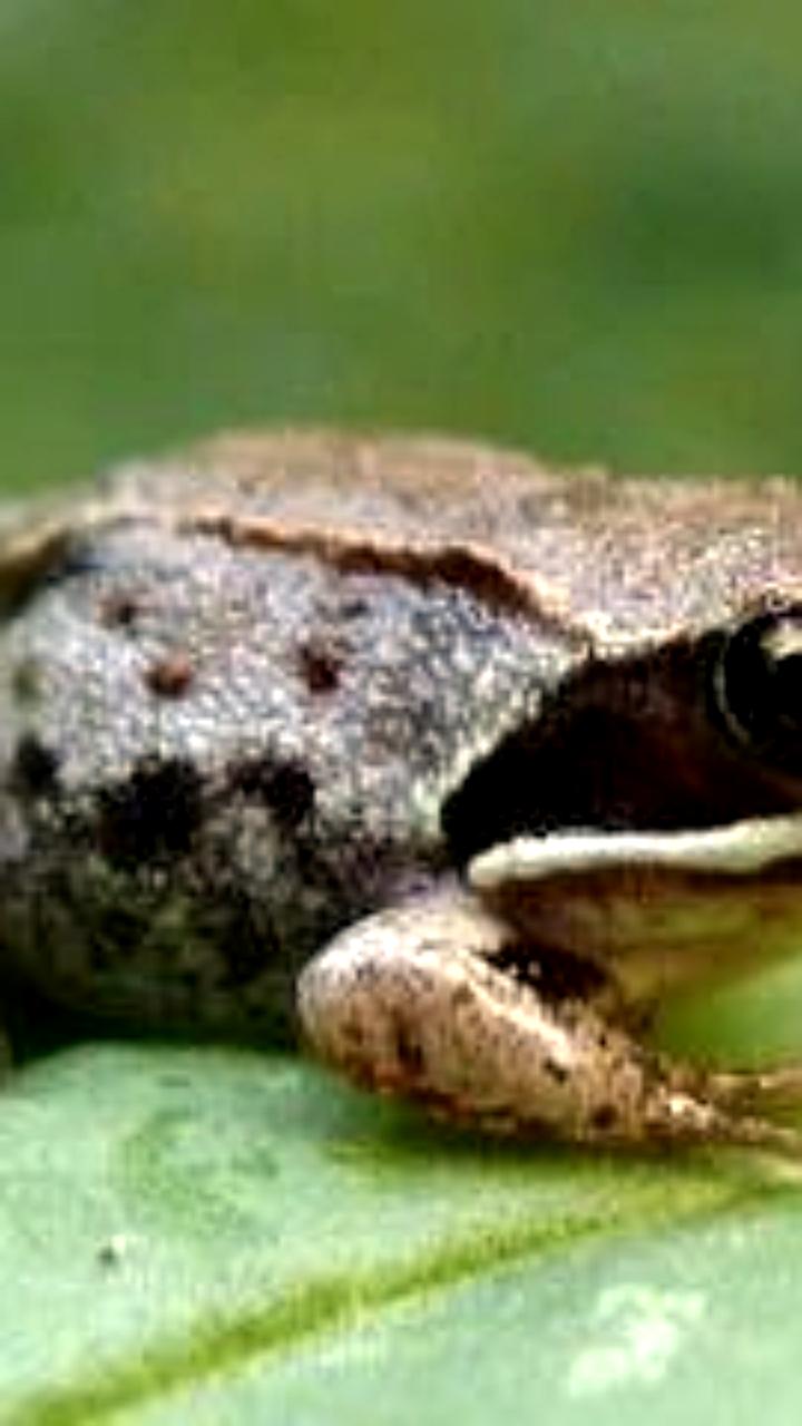 82-летняя женщина из Китая попала в больницу после попытки лечения боли в спине живыми лягушками