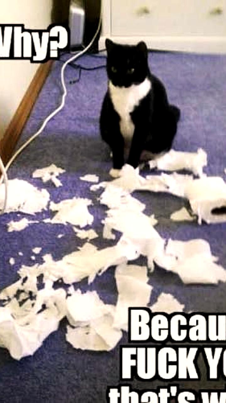 Чилийский исследователь представил систему чтения мыслей кошек на симпозиуме в Москве