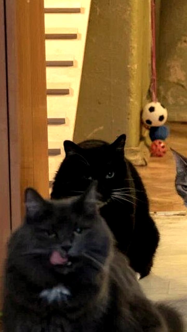 Эрмитаж объявил условия передачи музейных котов в семьи