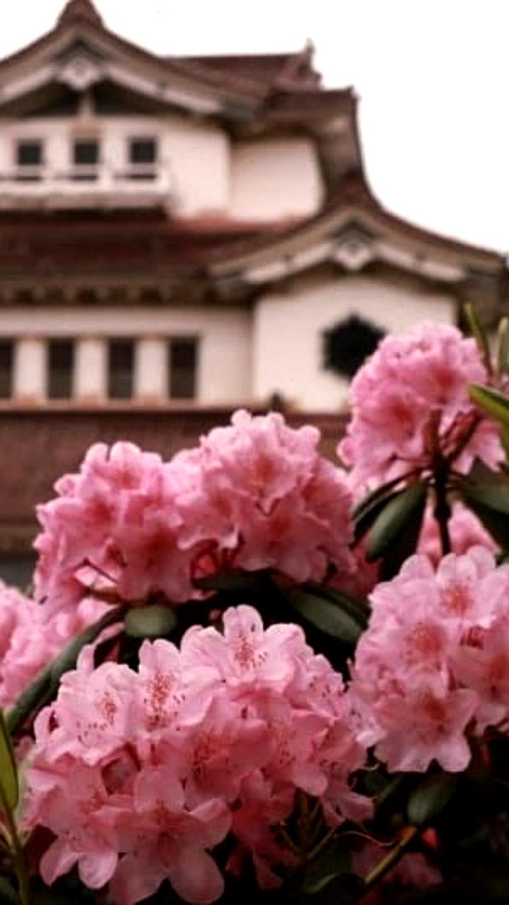 Калужский дом статского советника и Сахалинский музей: проблемы сохранения культурного наследия