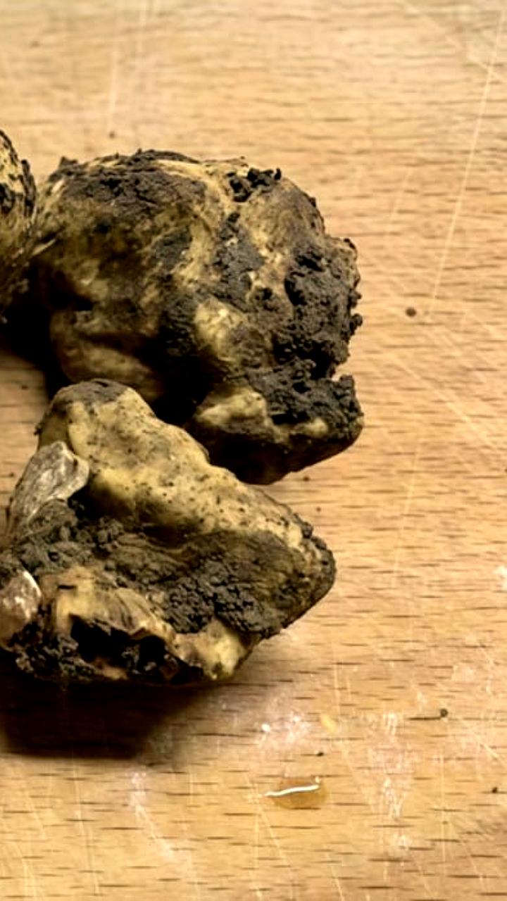 Ученые из Иркутского университета впервые обнаружили белый трюфель в Краснодарском крае