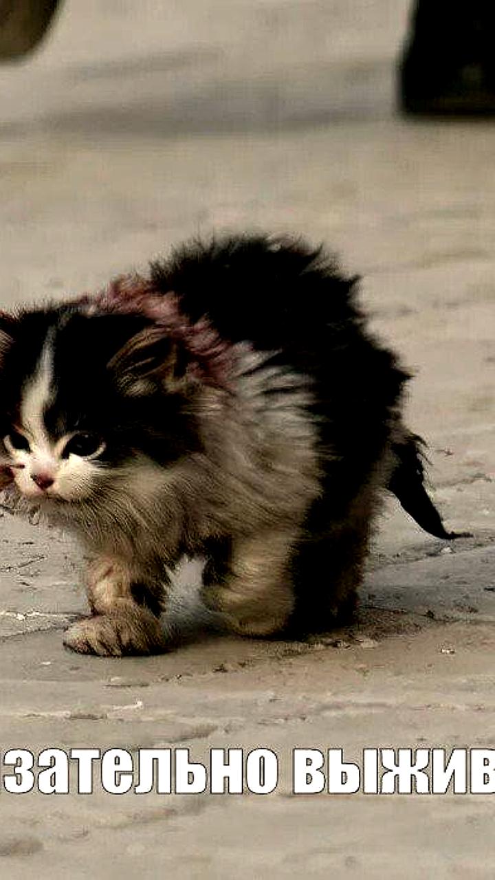 Wibes запускает новую модель монетизации контента для блогеров