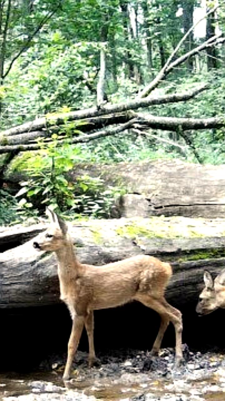Косули на водопое: кадры из Калужского заповедника