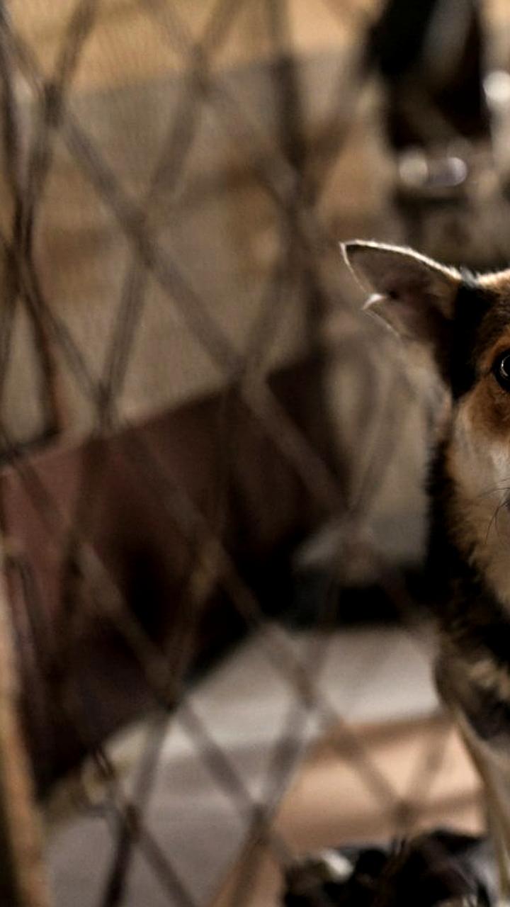 В Томске стартовала акция по сбору помощи для бездомных животных