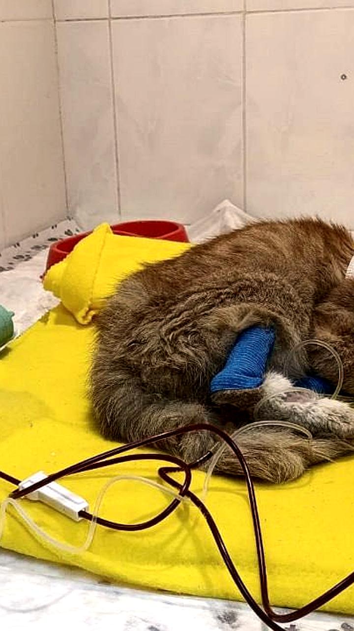 В Домодедово подростки подожгли бездомного кота, который нуждается в реабилитации