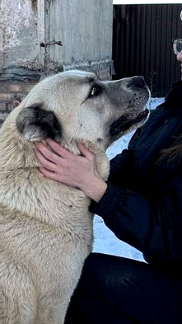 Полицейские вернули похищенного щенка алабая Грету жительнице Кормиловского района
