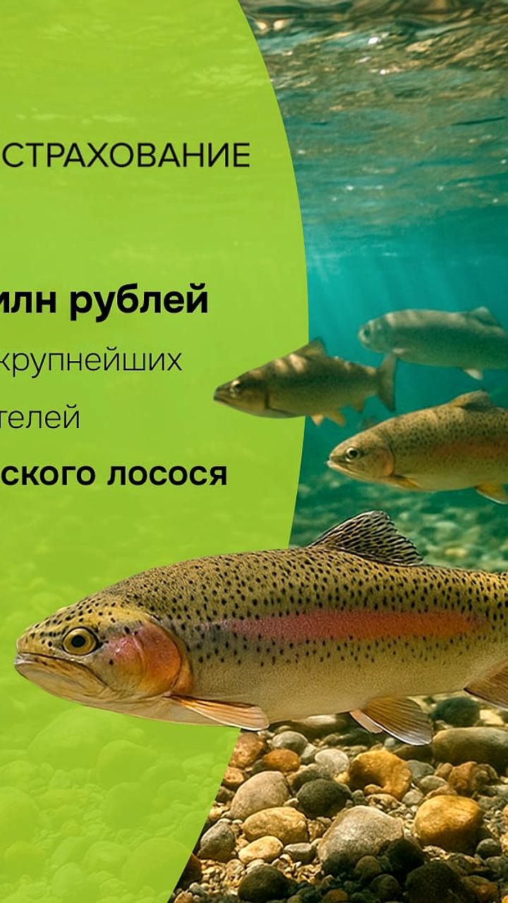 АО СК РСХБ Страхование выплатила более 75 млн рублей за гибель аквакультуры в Мурманской области