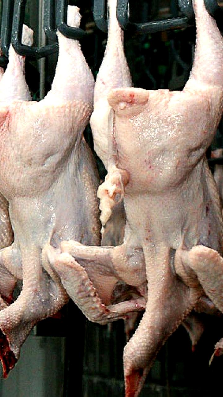 В России наблюдается рост оптовых цен на мясо: курятина, свинина и говядина подорожали