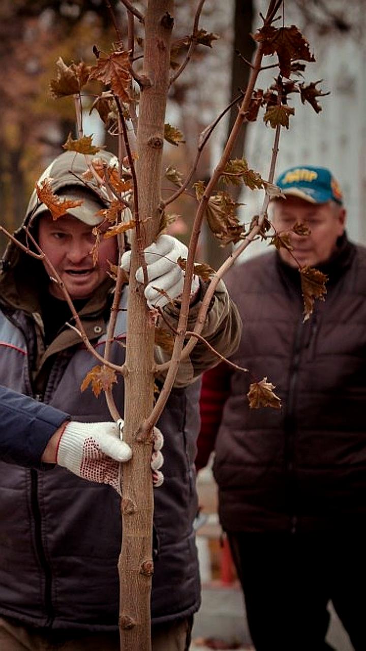 В Кирове продолжается озеленение: новые деревья на Театральной площади и площади Бабушкина