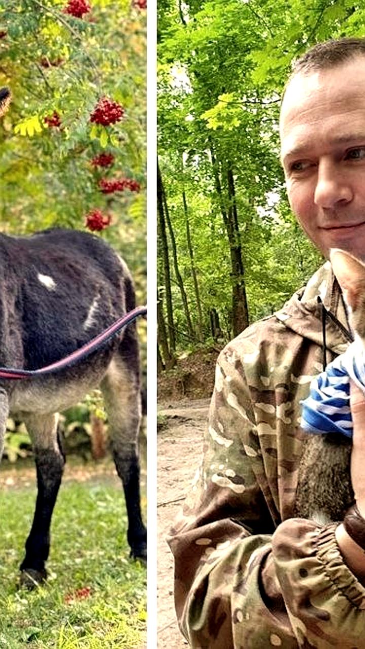 Животные на службе: осел Жорик, кошка Тимоша и пес-спецназ помогают военнослужащим