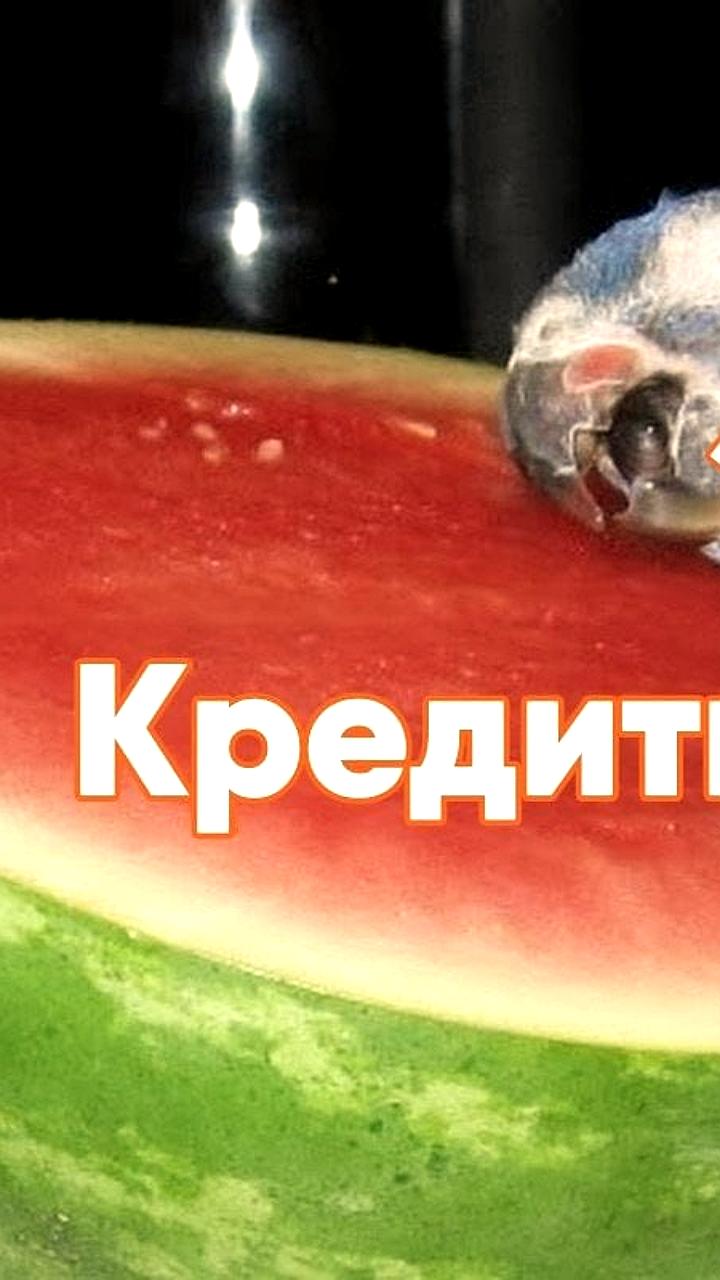 Кемерово и Мурманск планируют привлечь кредиты для покрытия бюджетного дефицита