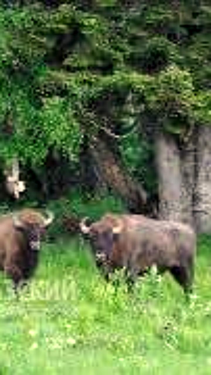 Договоренность о передаче шести горных зубров из России в Абхазию