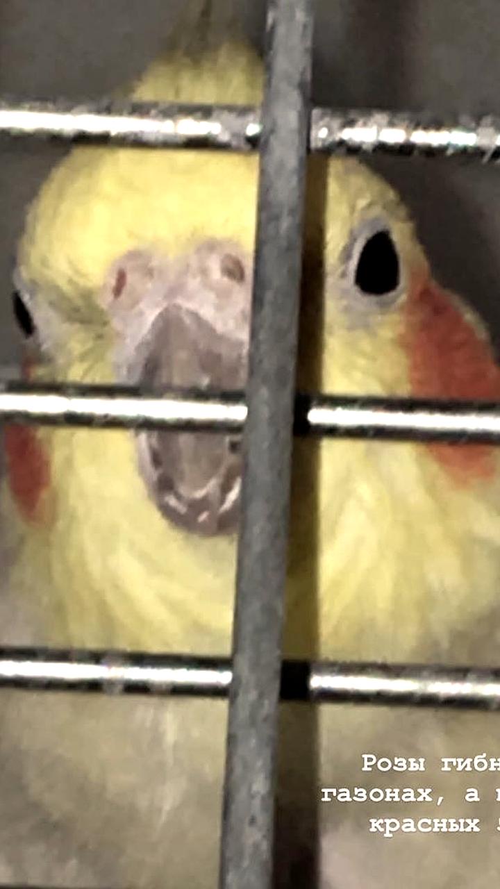 Минюст России добавил песню исполнителя Мафика в список экстремистских материалов