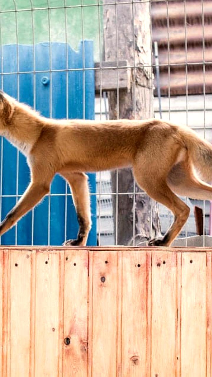 В Оренбуржье усиливаются меры безопасности при встрече с дикими животными