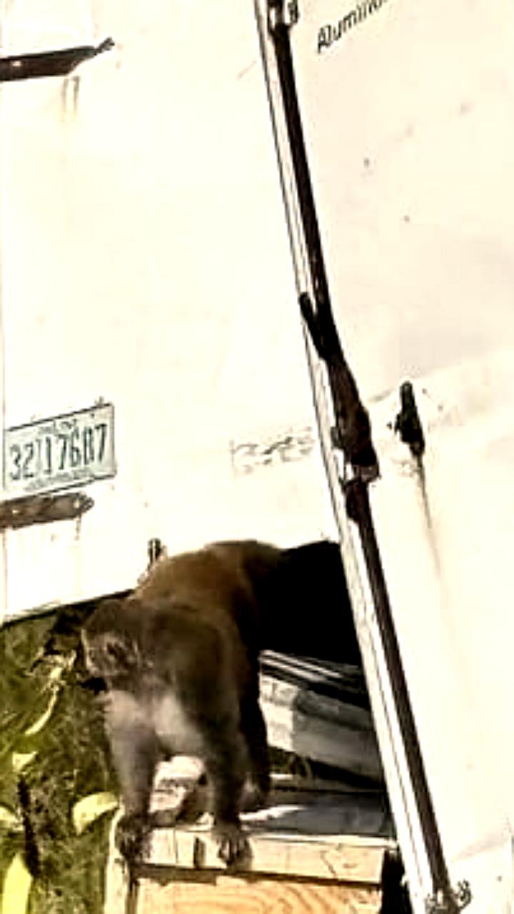 Сбежавшие лабораторные макаки с инфекциями отлавливаются в Миссисипи