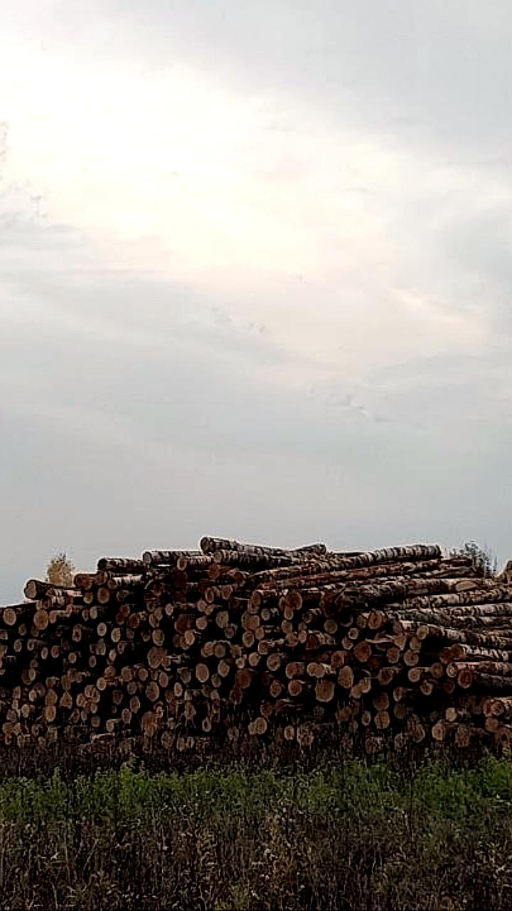 В Забайкалье арендаторов леса будут лишать лицензий за отказ от тушения пожаров