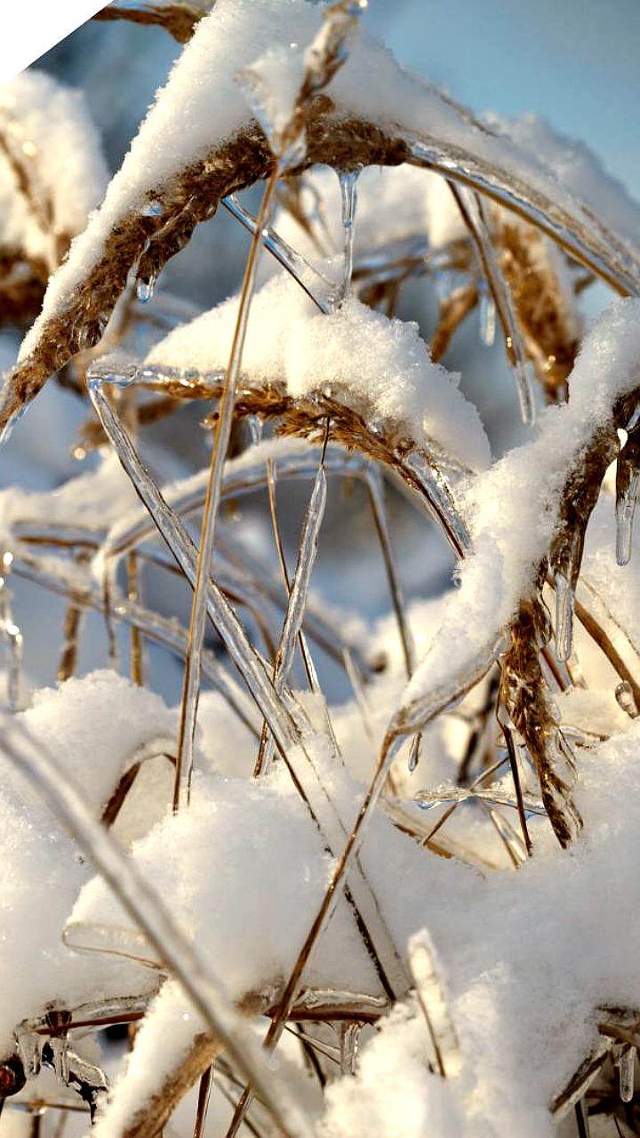 Урожай зерна в Сибири достиг 17 млн тонн, несмотря на неблагоприятные погодные условия