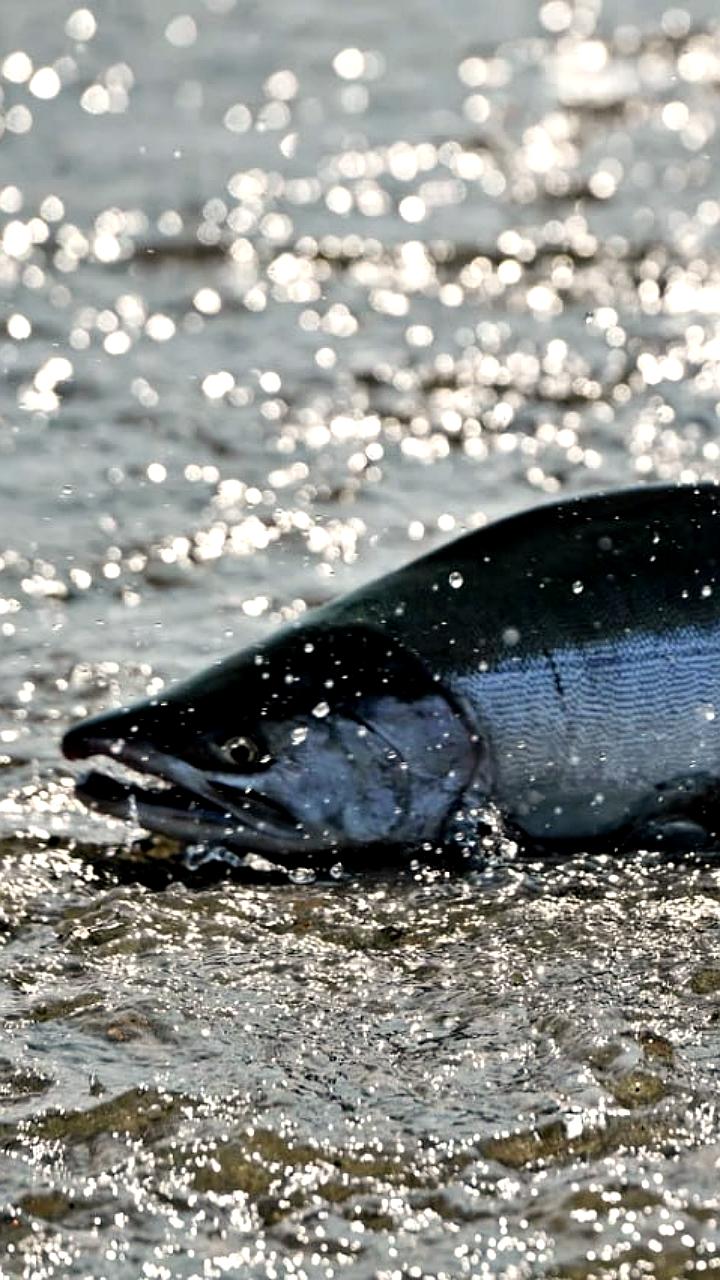 Росрыболовство может ограничить вылов лосося на Сахалине из-за плохой путины