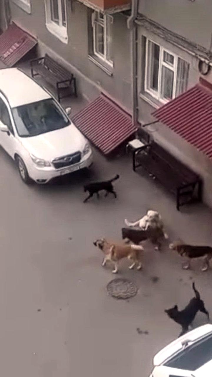 Увеличение жалоб на безнадзорных собак в Улан-Удэ в условиях холодов