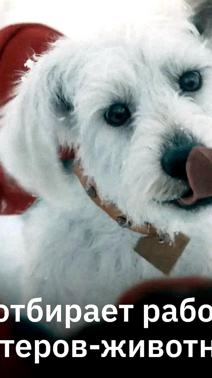 Использование ИИ в кино: актеры животных теряют рабочие места