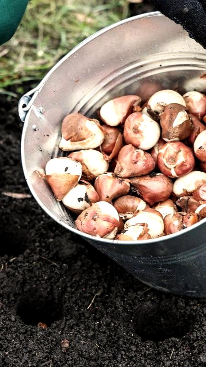 В Санкт-Петербурге и Дубне высажены тысячи луковиц тюльпанов