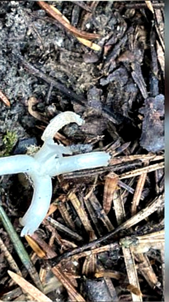 На Таганае обнаружен новый вид грибов: рогатик вермишелевидный