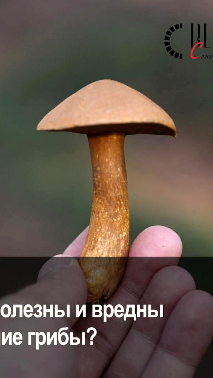 Грибники Пермского и Свердловского краев продолжают сбор урожая в конце октября