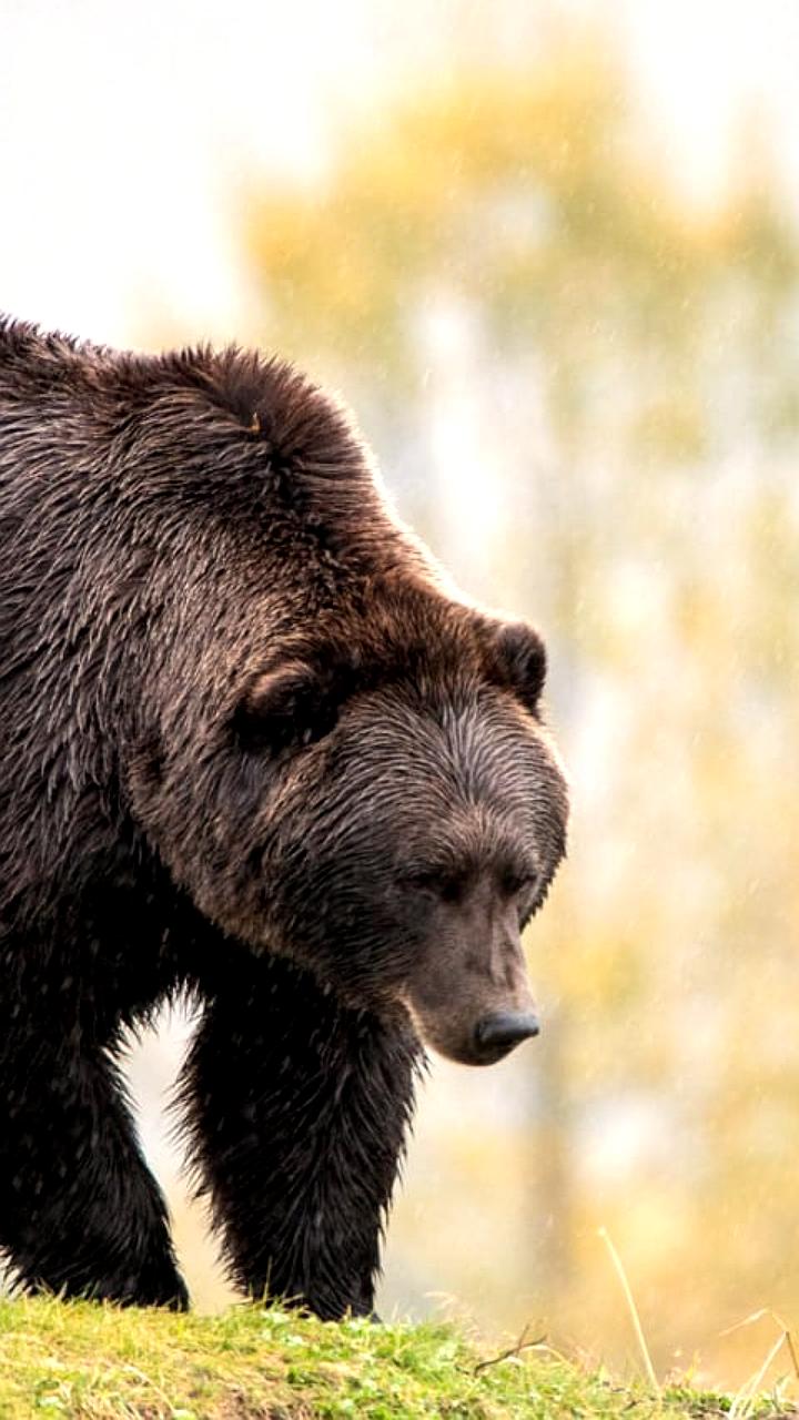 Столкновение с медведем в Курильске: охранник получил травмы