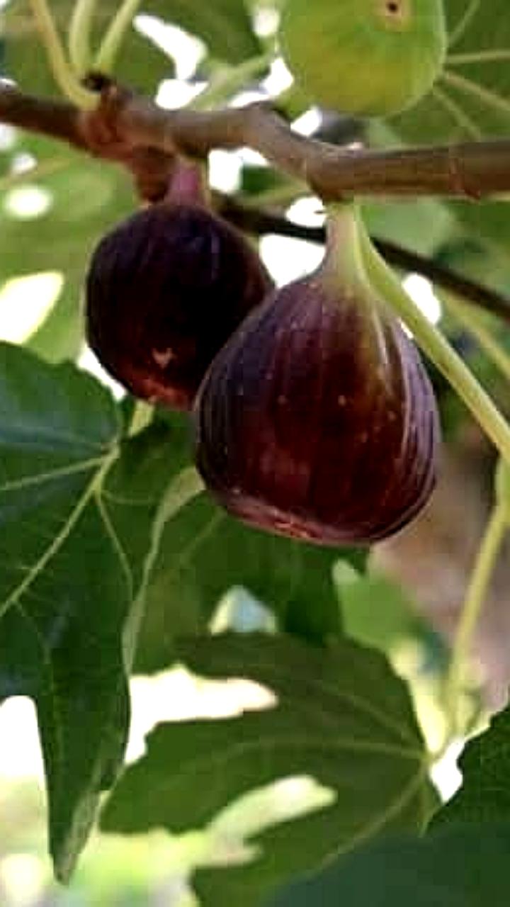 Судебные приставы взыскали 10 млн рублей с жительницы Сочи за незаконную вырубку деревьев