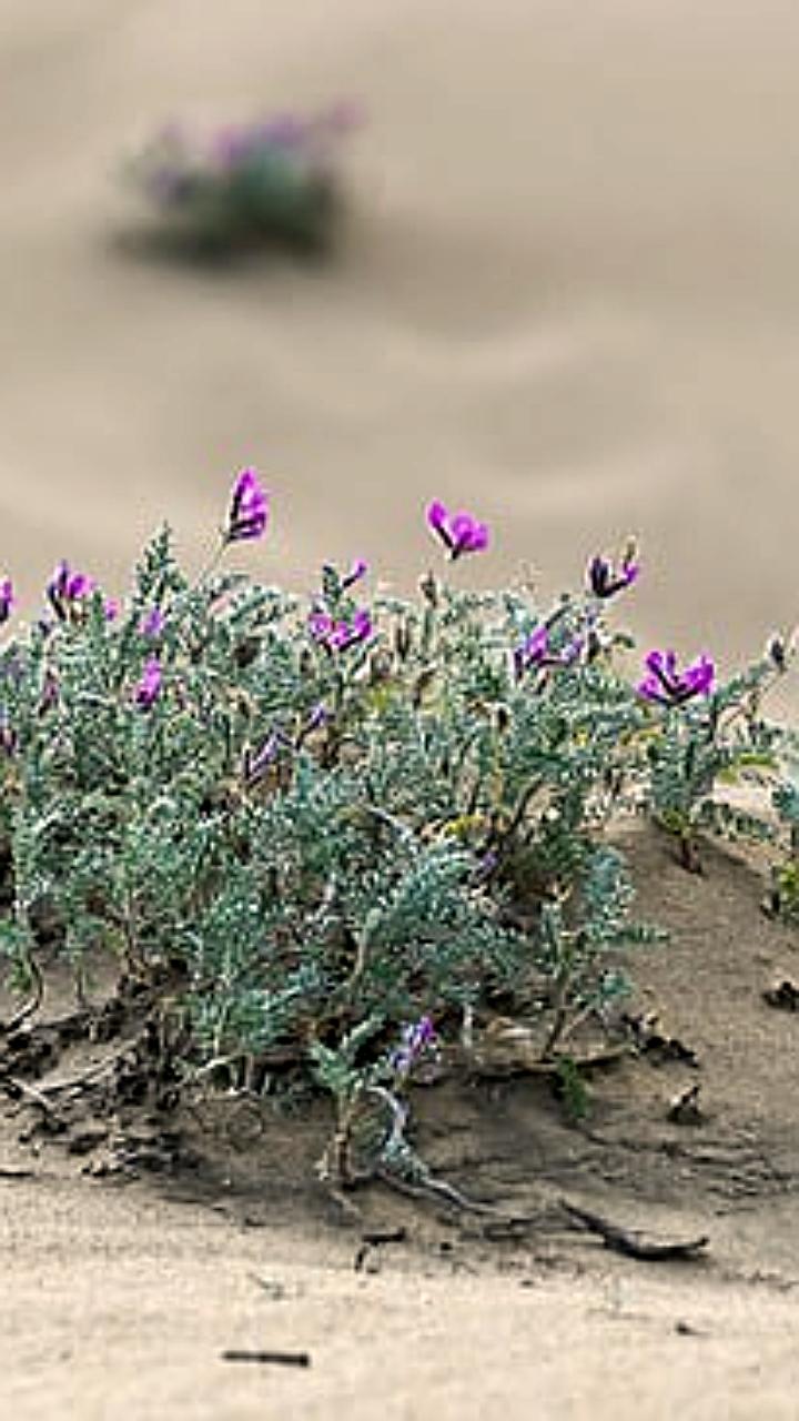 Российские ученые открыли новый вид астрагала на Восточном Кавказе