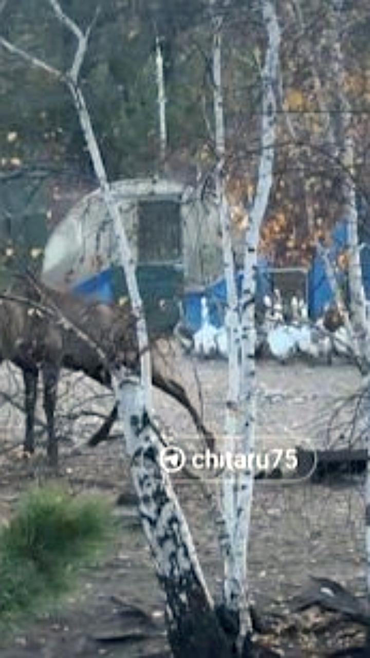 Уголовное дело возбуждено после гибели работника зоопитомника в Забайкалье