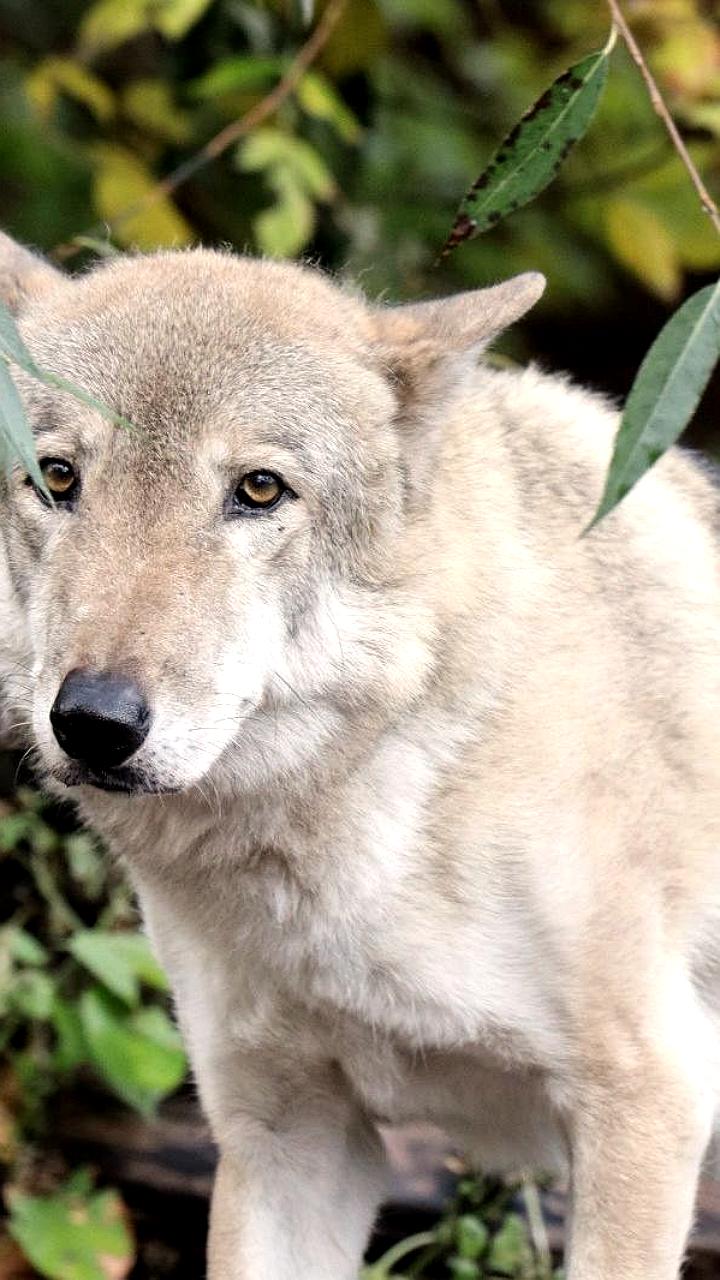 Скончался серый волк Тарзан из Московского зоопарка после долгой борьбы с онкологией