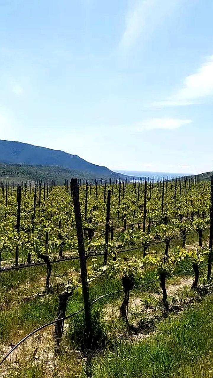 Правительство РФ поддержало законопроект о строительстве винодельческих объектов на сельхозземлях