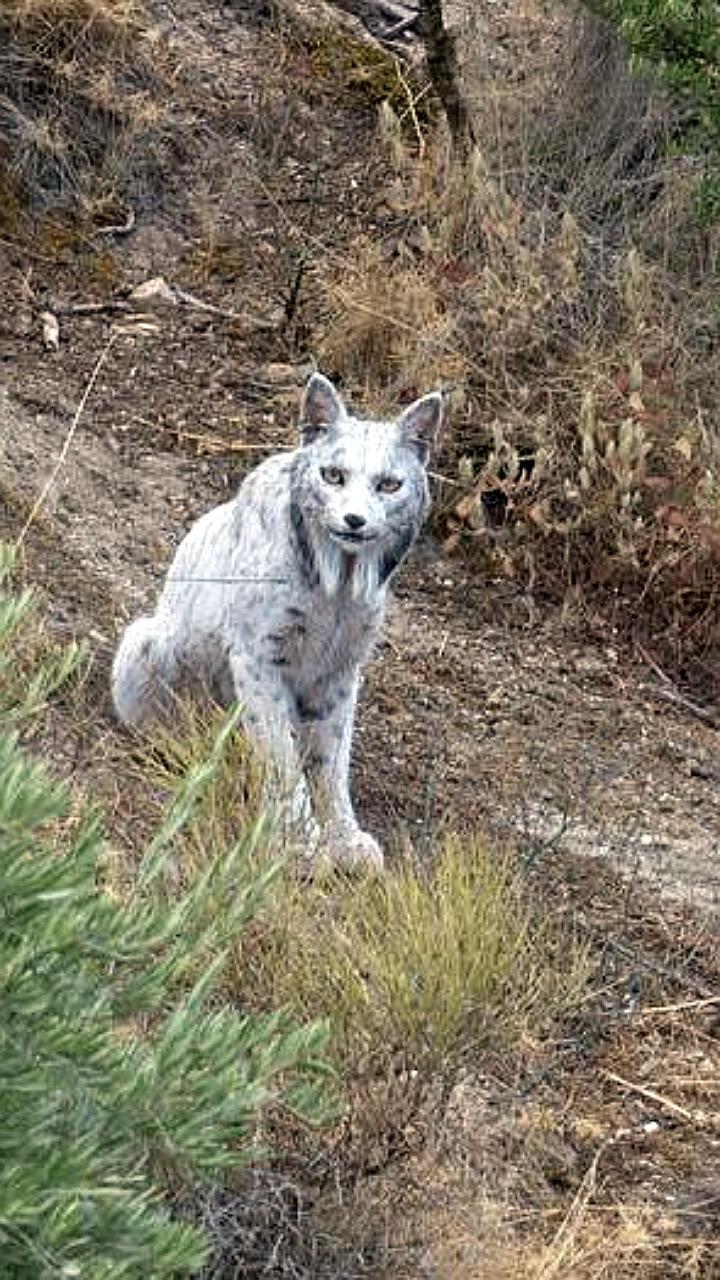 В Андалусии впервые зафиксирована редкая лейкистическая иберийская рысь
