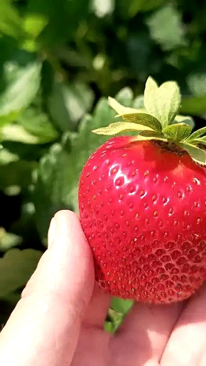 Саратовская компания ГринДар экспортирует экоудобрения для клубники в ОАЭ и Иорданию