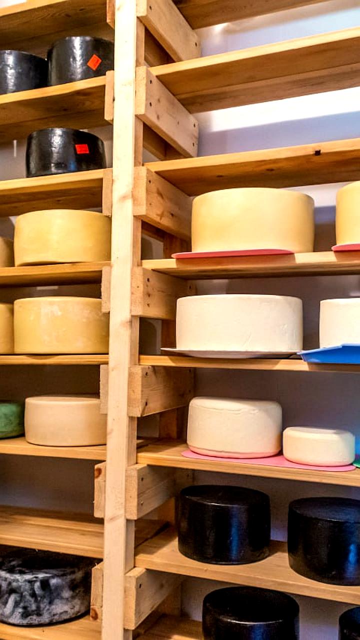 В Челябинске уничтожены санкционные сыры из ЕС под контролем властей