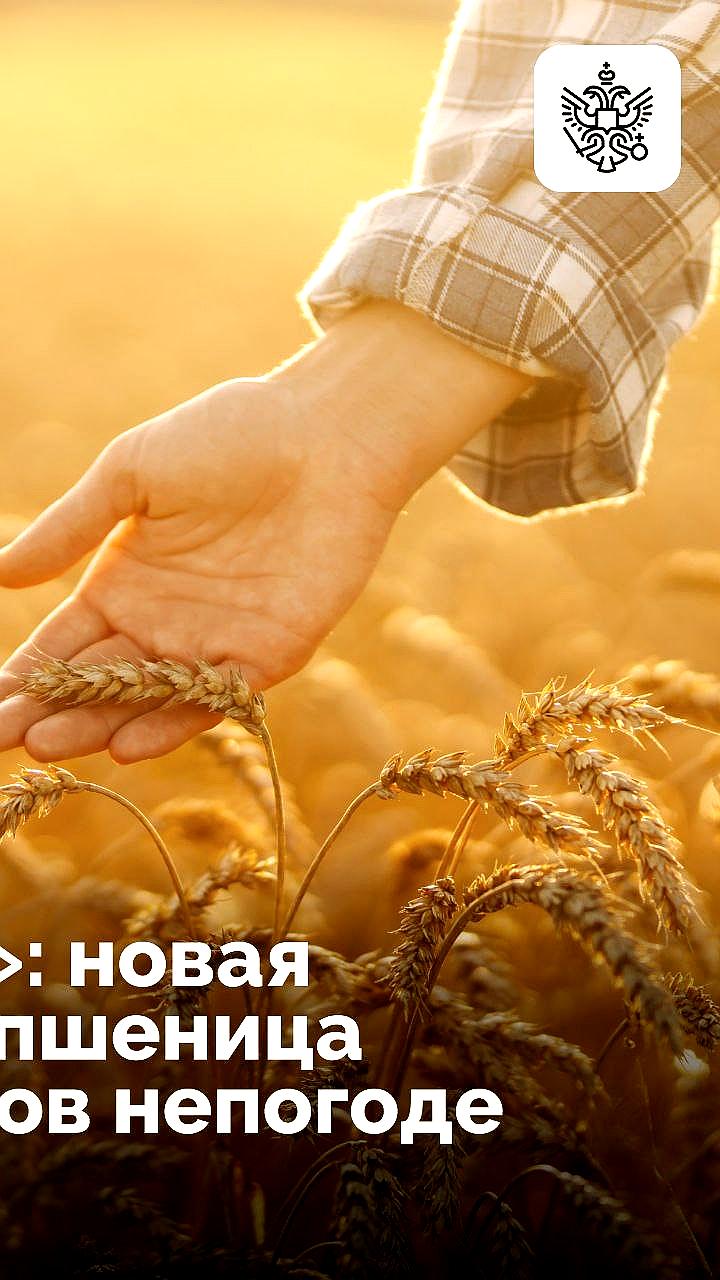 Российские ученые вывели новый сорт озимой пшеницы Победа 80 с высокой урожайностью