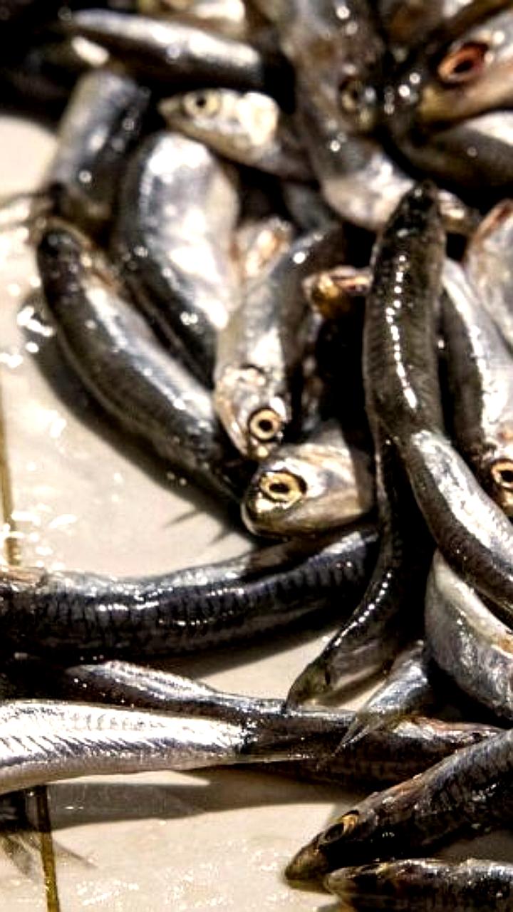 Обсуждение модернизации рыболовного флота России: мнения экспертов