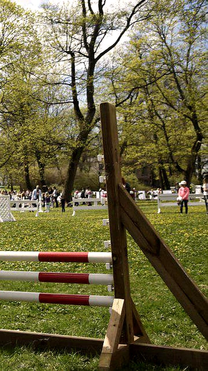 Госдума предлагает хоббидогеров для выгула собак в приютах