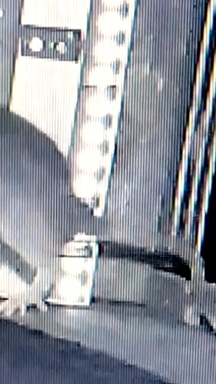 Исследование: крысы угрожают популяции летучих мышей в Германии