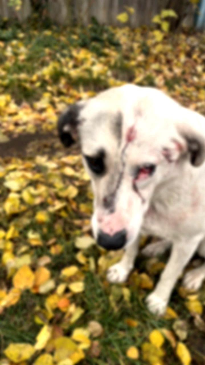 Стрельба по женщине с собаками в Воронежской области: полиция проводит проверку