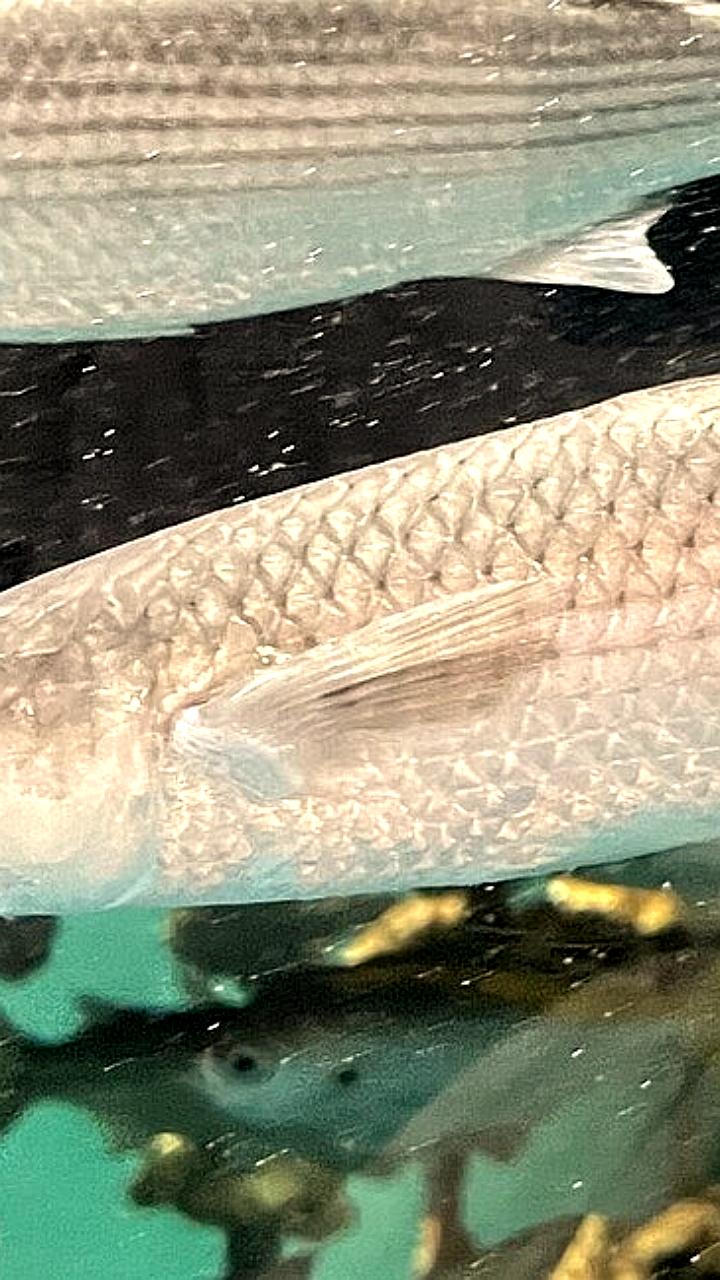 Восстановление популяции пиленгаса в Азовском море способствует росту рыболовства